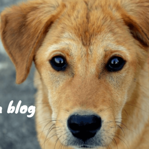Dog With Blog image