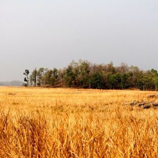 Golden Meadow image