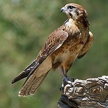 Falcon, Colorado image