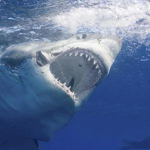 Great White Sharks image