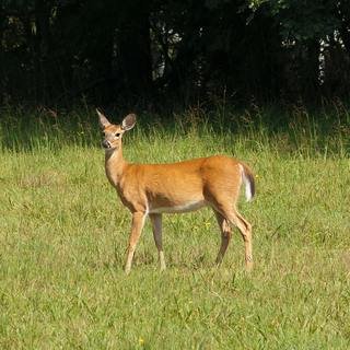 Brown Deer image