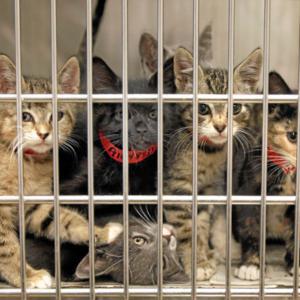 Animal Shelter image