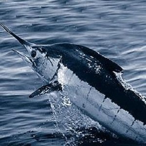 Marlin image