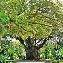 Coconut Grove image