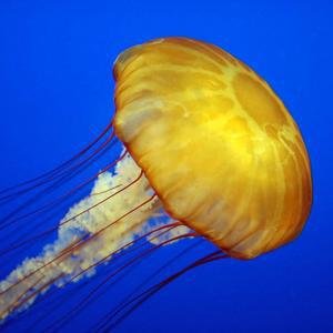 Jellyfish image
