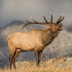 Rocky Mountain Elk Foundation logo