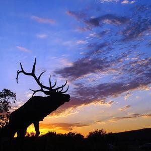 Elk Grove image
