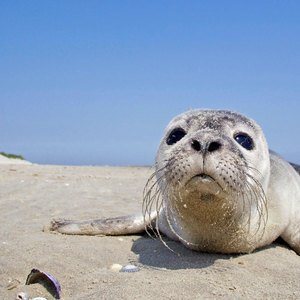 Seal image