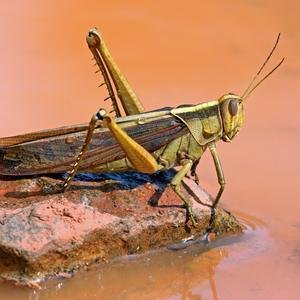 Locust image