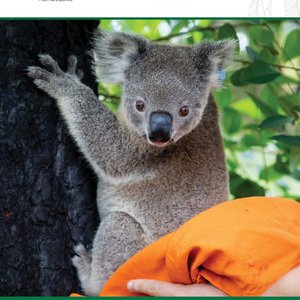 Koala Hospital image
