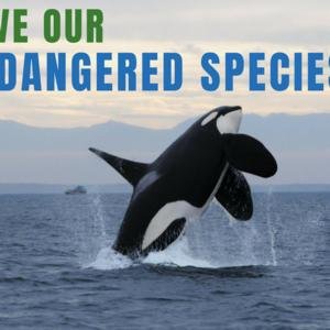Endangered Species Act image