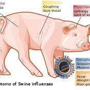 Swine Flu image
