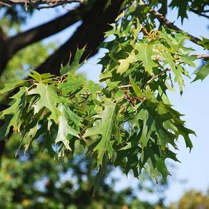 Red Oak, Iowa image