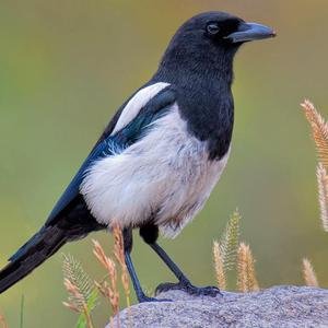 Magpies image