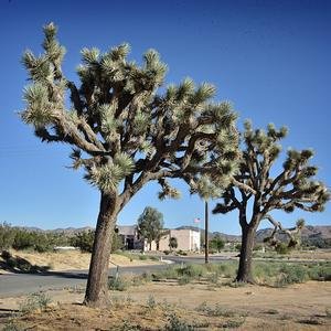 Yucca Valley image